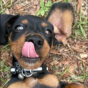 Meet your Posher, Hunter